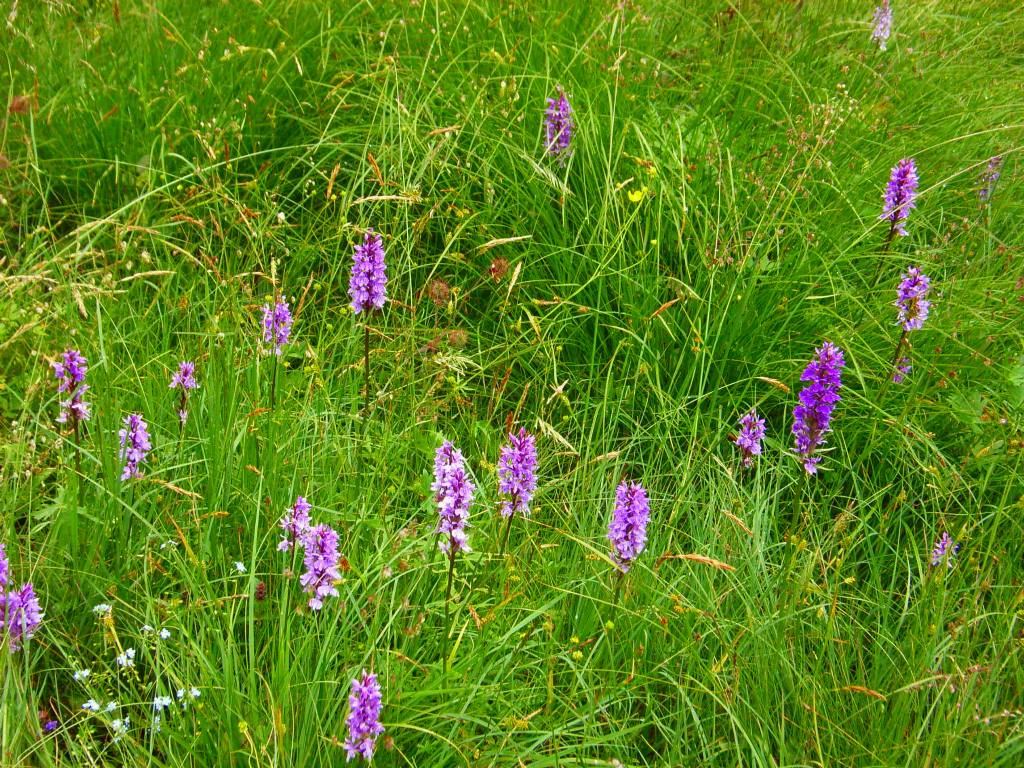 Dactylorhiza cfr. fuchsii